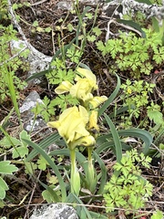 Iris pumila