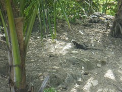 Ctenosaura oedirhina