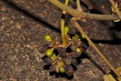 Ampelocissus obtusata kirkiana