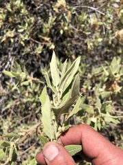 Quercus peninsularis