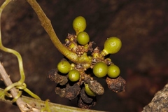 Ampelocissus obtusata kirkiana
