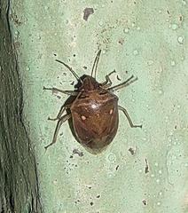 Eysarcoris ventralis
