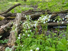 Cardamine tenera