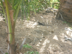 Ctenosaura oedirhina