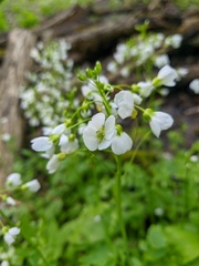 Cardamine tenera