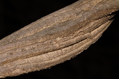 Ampelocissus obtusata kirkiana