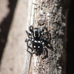 Stenaelurillus guttatus