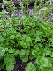 Cardamine tenera