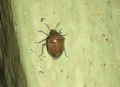 Eysarcoris ventralis
