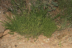 Vahlia capensis
