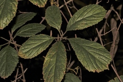 Ampelocissus obtusata kirkiana