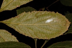 Ampelocissus obtusata kirkiana