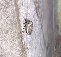 Eysarcoris ventralis