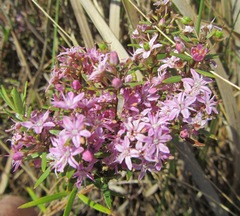 Agathosma ovata