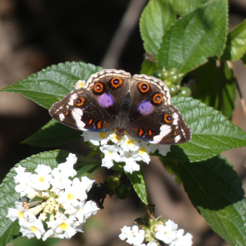 Blue-spot Pansy photo 2