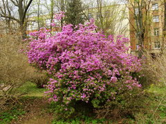 Rhododendron ledebourii