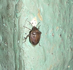 Eysarcoris ventralis
