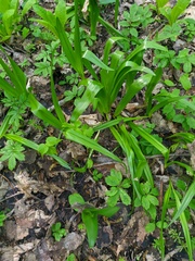 Colchicum umbrosum