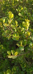 Rhamnus insula