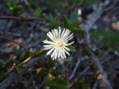 Delosperma ecklonis