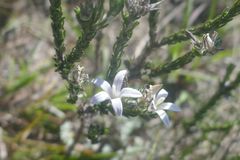 Wahlenbergia albens