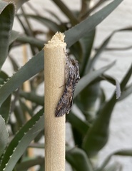 Melipotis acontioides