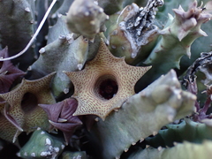 Huernia thuretii