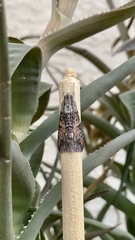 Melipotis acontioides