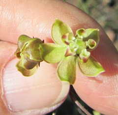 Asclepias praemorsa