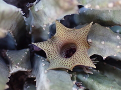 Huernia thuretii