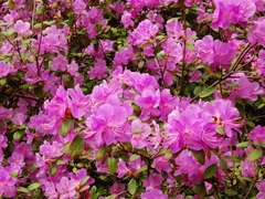 Rhododendron ledebourii