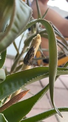 Melipotis acontioides