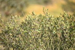 Rhamnus insula