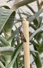 Melipotis acontioides