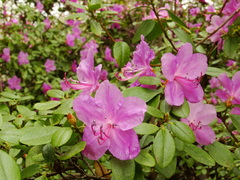 Rhododendron ledebourii