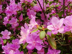 Rhododendron ledebourii