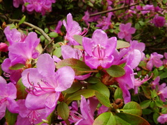 Rhododendron ledebourii