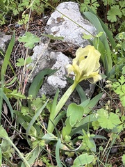 Iris pumila
