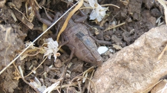 Hottentotta judaicus