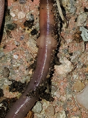 Lumbricidae