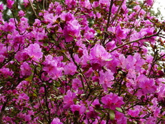 Rhododendron ledebourii