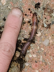 Lumbricidae