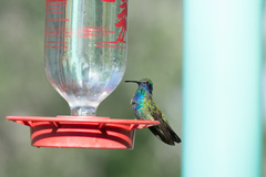 Colibri thalassinus