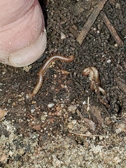 Blaniulus guttulatus