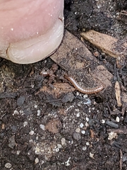 Blaniulus guttulatus