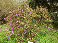 Rhododendron sichotense