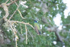 Colibri thalassinus