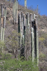 Cephalocereus senilis