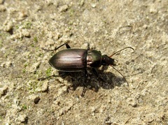 Poecilus versicolor