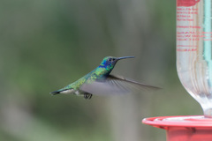 Colibri thalassinus